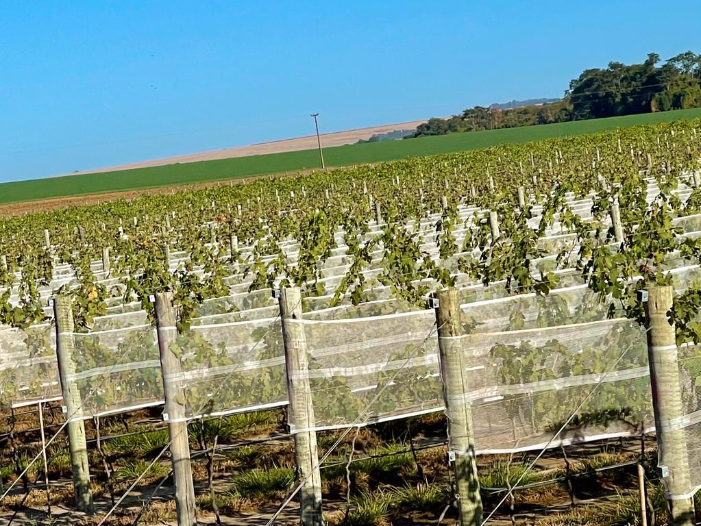 A pleno vapor, a vindima no vinhedo da Marchese comprova a abundância na produção