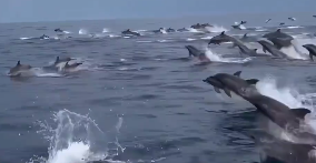 A turista Jéssica Moraes flagrou um espetáculo no mar de Ilhabela, no Litoral Norte de São Paulo.