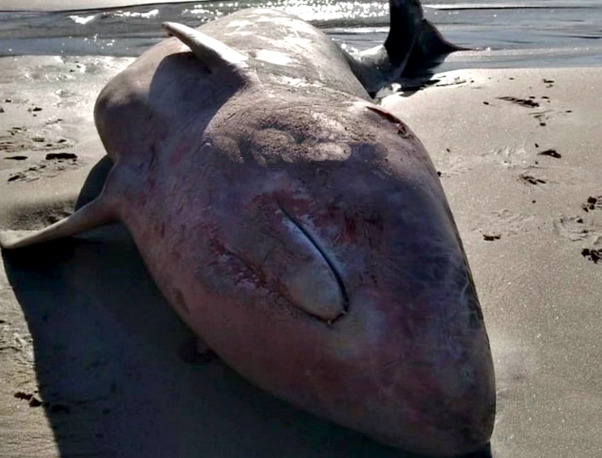 Filhote de golfinho é achado morto em SV