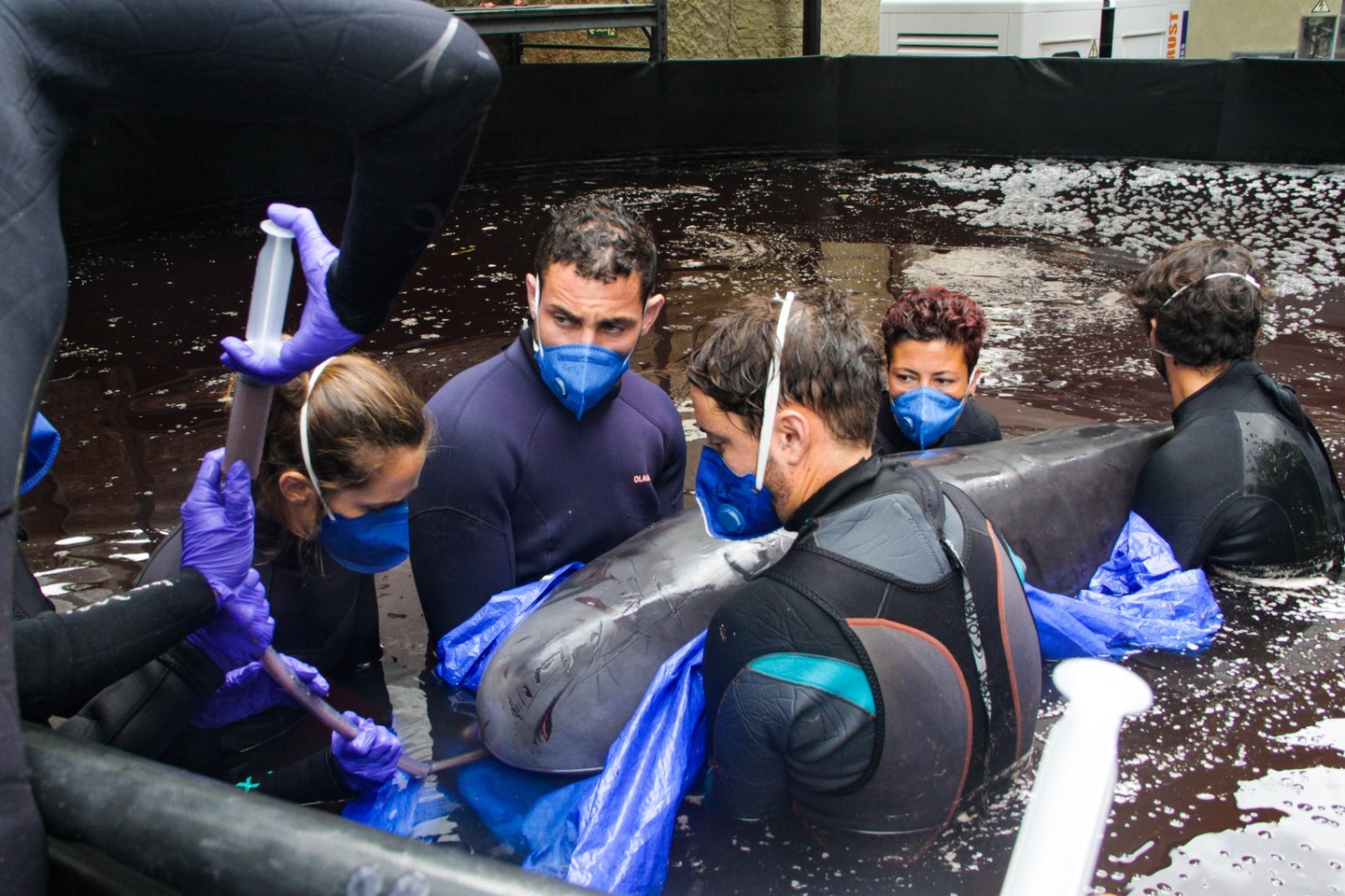 Com uma lesão na região da cauda e marcas que sugerem interação com rede de pesca, o animal está em estado crítico, mas ativo