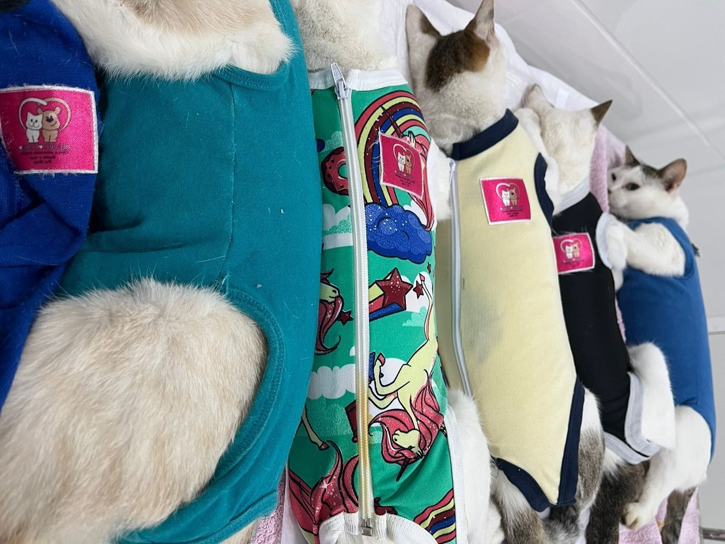 Gatos foram resgatados em Itanhaém após ação da Prefeitura