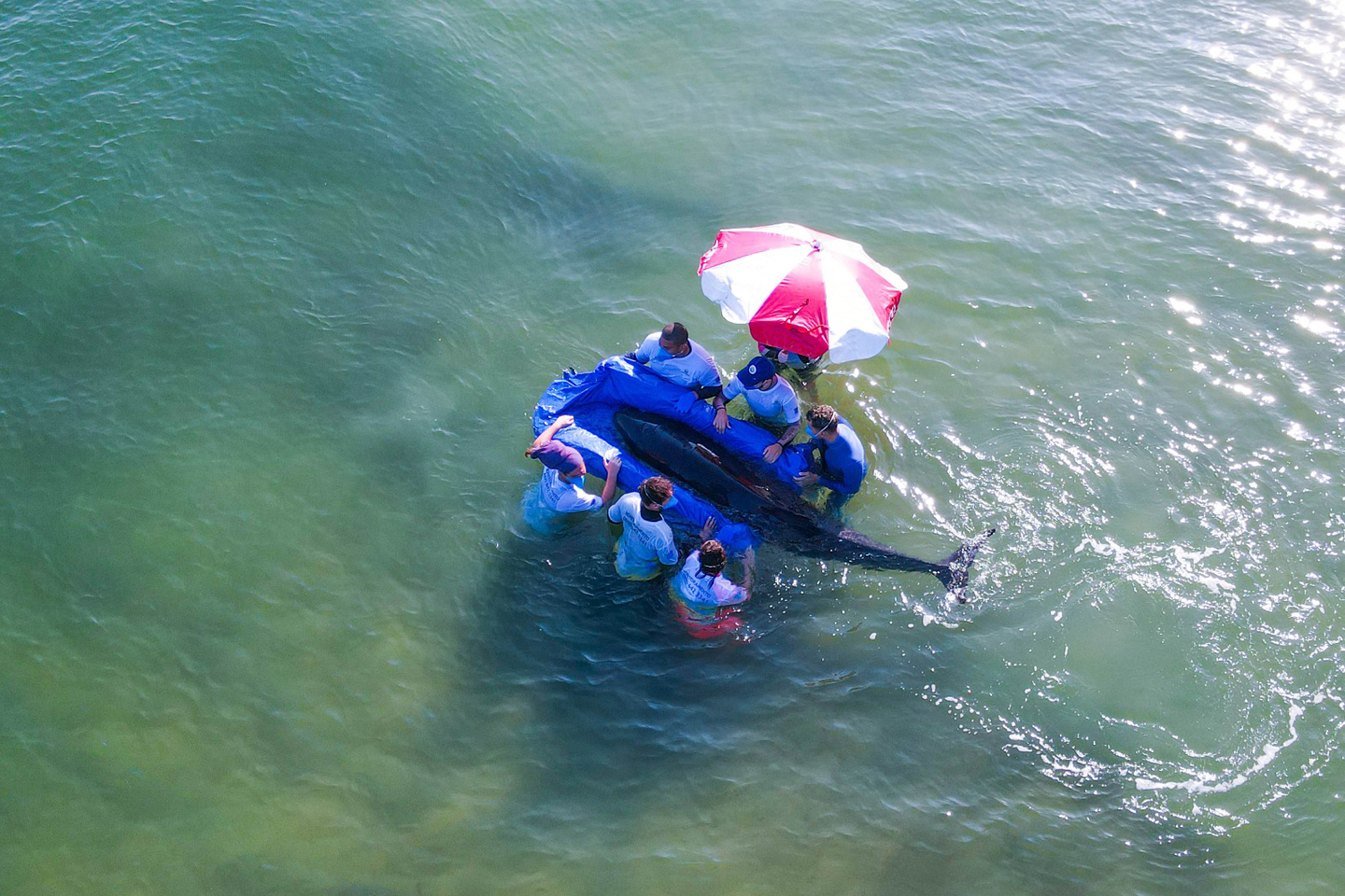 Após 5 horas e meia, o animal demonstrou-se bastante ativo e seguiu em direção ao mar