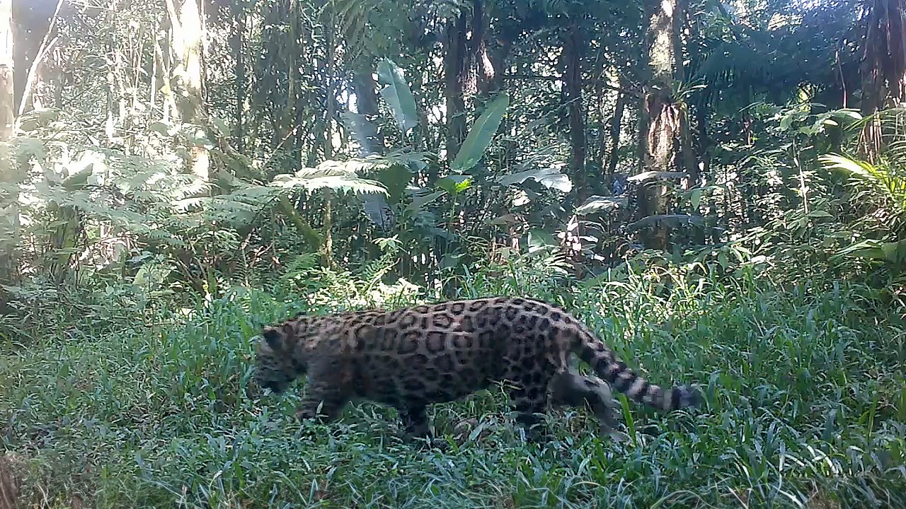 A enquete foi realizada, entre os dias 5 e 12 de julho, no perfil do Instagram da Secretaria de Meio Ambiente, Infraestrutura e Logística (@semilsp), e contou com 1.871 votos