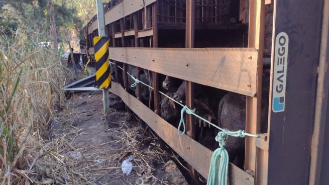 No momento, está ocorrendo a retirada dos gados presos nos compartimentos de carga e a transferência dos animais para outro caminhão