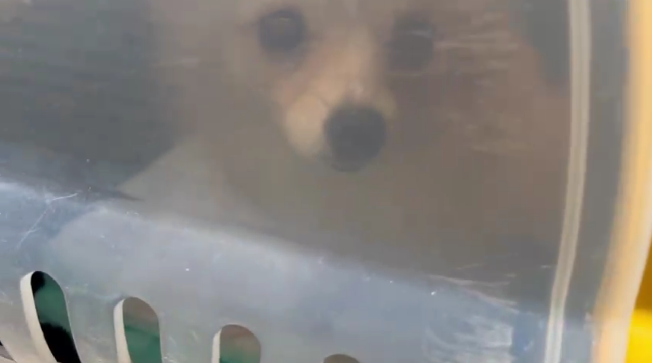 Os agentes cumpriram o mandado de busca e apreensão em um canil clandestino de cães das raças Lulu da Pomerânia e Chihuahua que estava abandonado