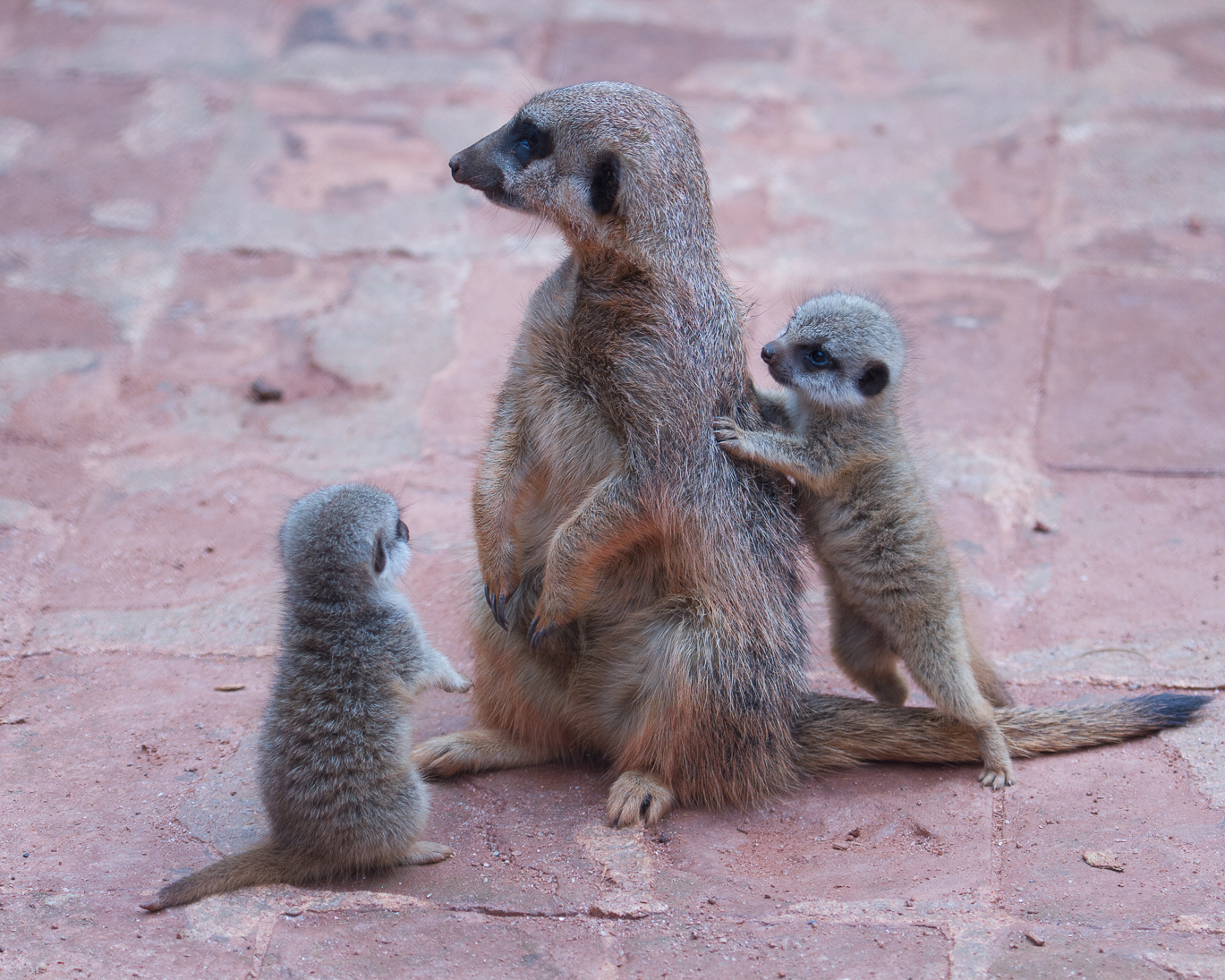 O zoológico tem mais de 1.500 animais de vários ecossistemas diferentes e de outras partes do mundo