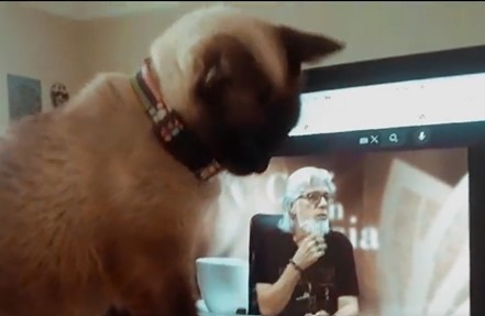 Gatinha olha para vídeo do tutor, que morreu em outubro de 2022