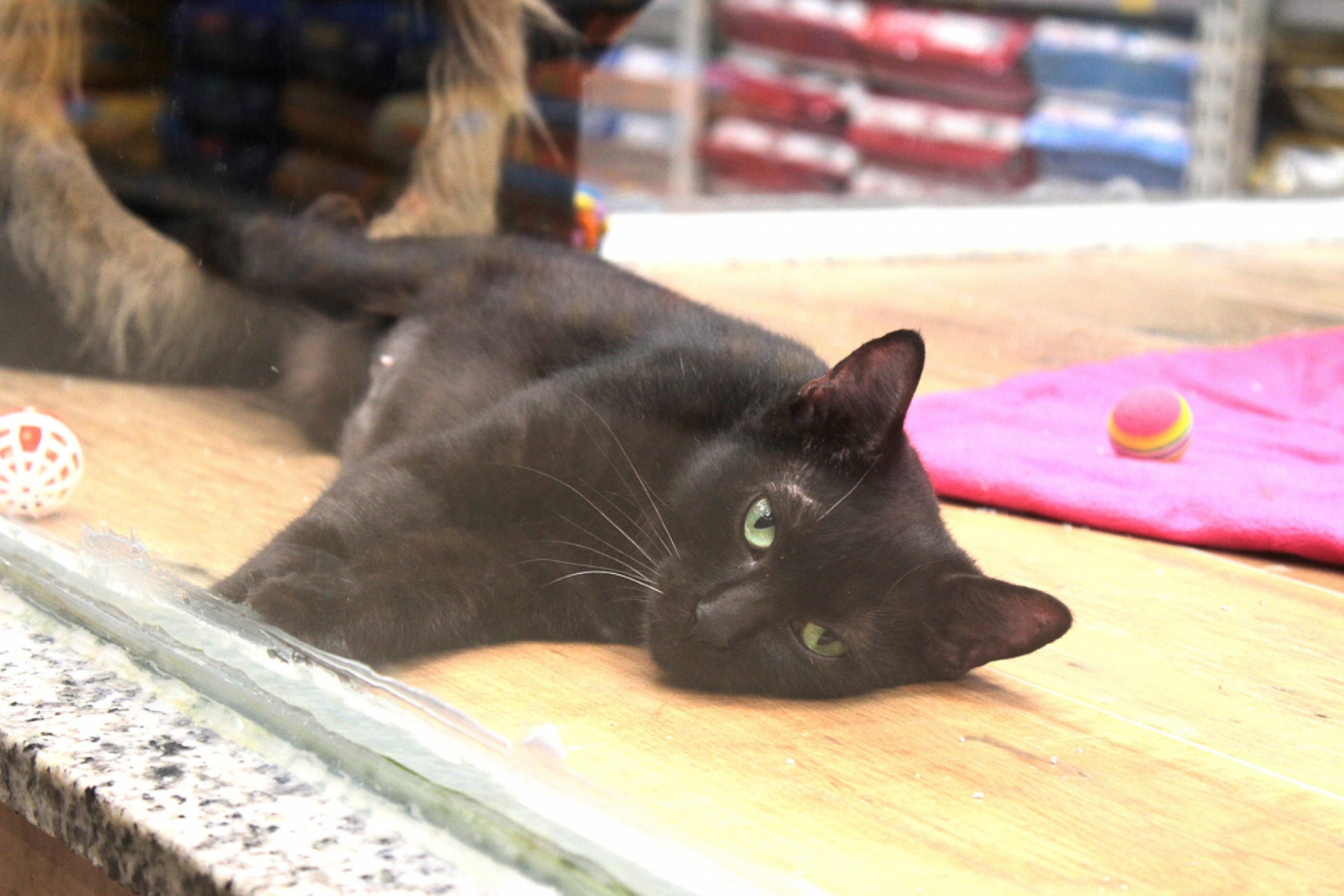 O diagnóstico é feito com base na citologia, cultura micológica e alguns exames moleculares.