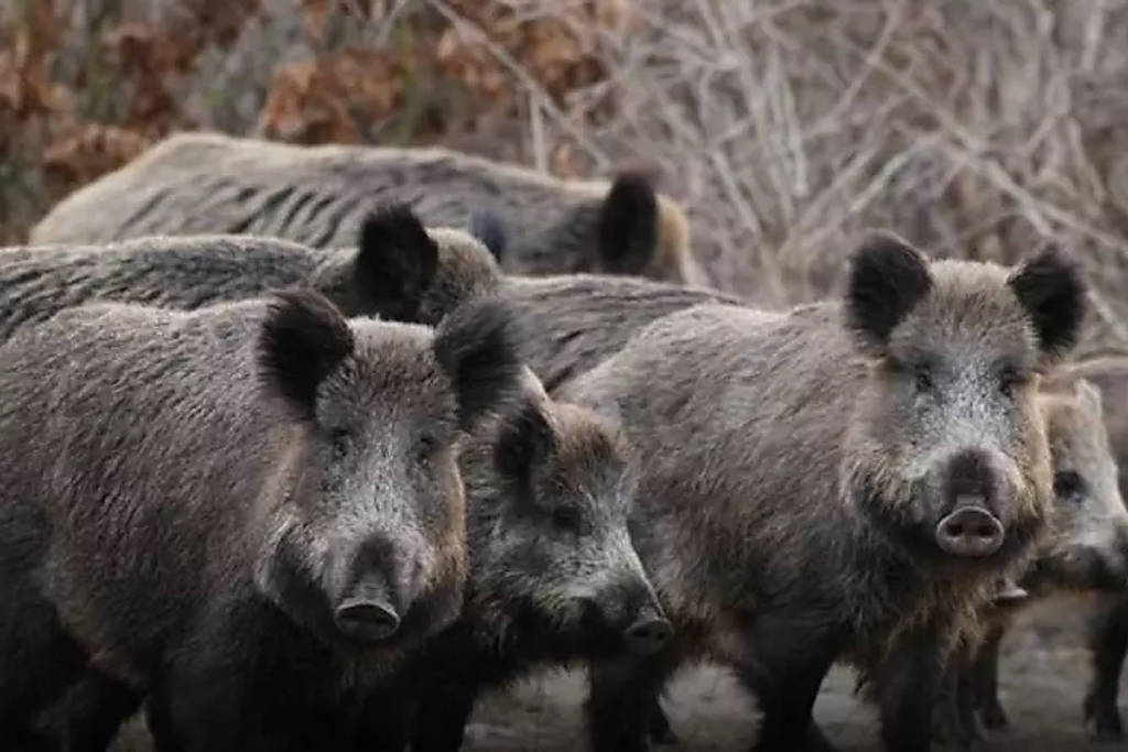 Javalis reviram o solo em busca de alimento e podem alterar o equilíbrio de florestas protegidas