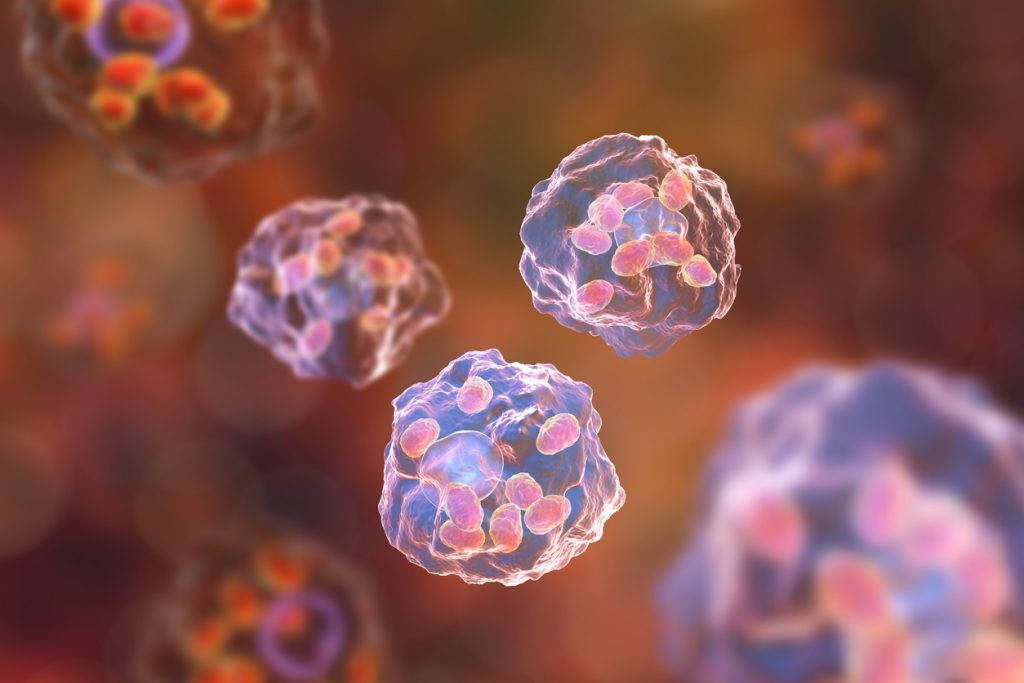 A doença é causada por parasitas e transmitida pela picada de mosquitos popularmente conhecidos como "mosquito palha" ou "asa branca"