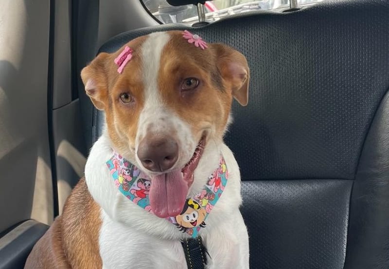 Projeto contra a venda de animais em pet shops segue para sanção