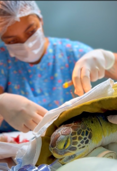 A tartaruga segue em tratamento no Instituto Gremar, ainda com os fixadores, para que haja a cicatrização da fratura