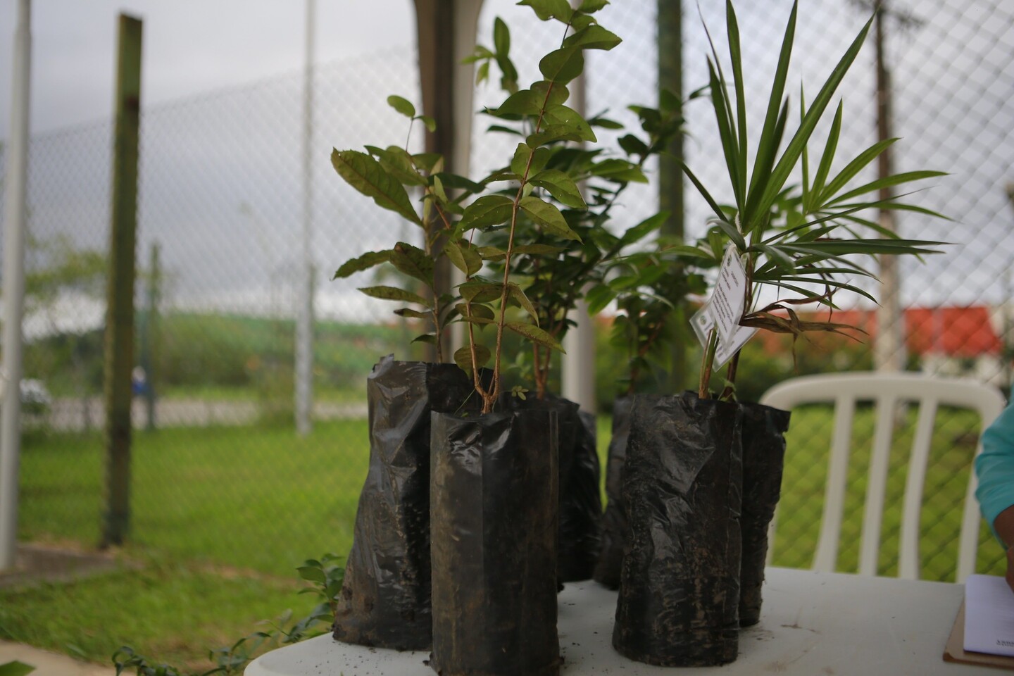 Em celebração ao Dia da Árvore, neste 21 de setembro, a Prefeitura de Guarujá distribui 700 mudas nativas da Mata Atlântica