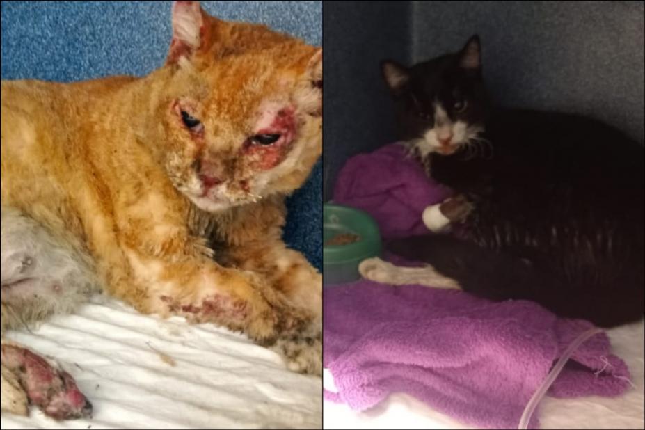 A médica veterinária e coordenadora da Codevida, Karoline Castro, explica que o estado de um dos animais inspira mais cuidados