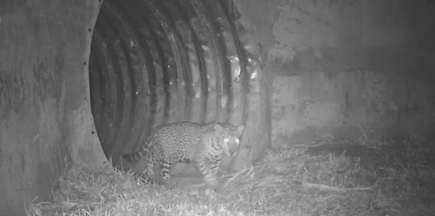 As onças estão entre as mais ameaçadas de extinção