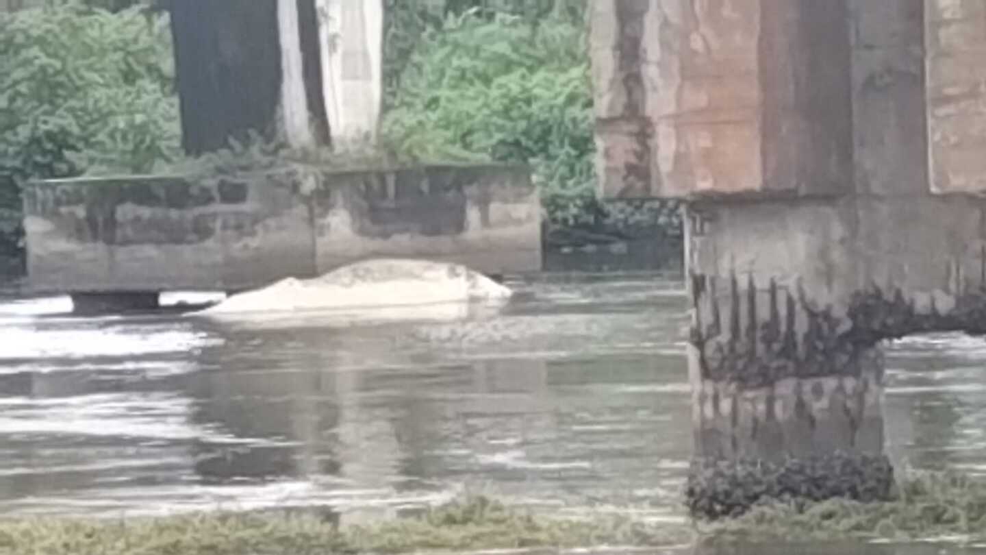 Baleia apareceu morta em um rio da cidade de Itanhaém