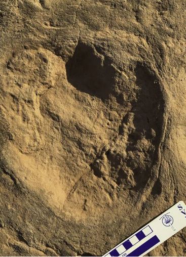 Foi necessário quebrar a rocha em três partes para conseguir carregar cada uma delas e levá-las até o Laboratório de Paleontologia do MZUSP, na zona sul paulistana, com cada bloco pesando aproximadamente 100 kg.