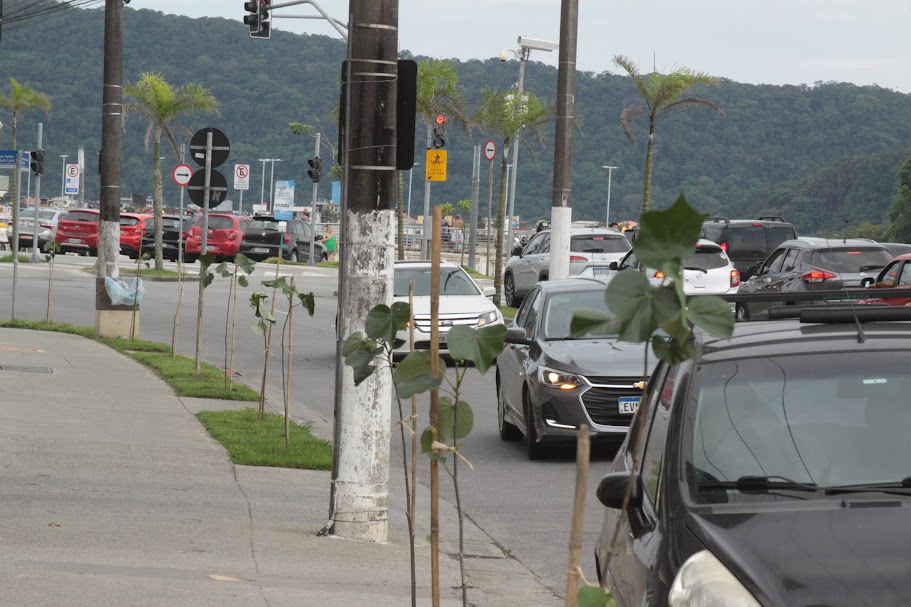 Além dos ipês, de todas as cores, e pau-brasil, a Cidade ganhou novas árvores floríferas e frutíferas como grumixameiras, aceroleiras, amoreiras, pitangueiras, quaresmeiras, patas-de-vaca e algodão-da-praia