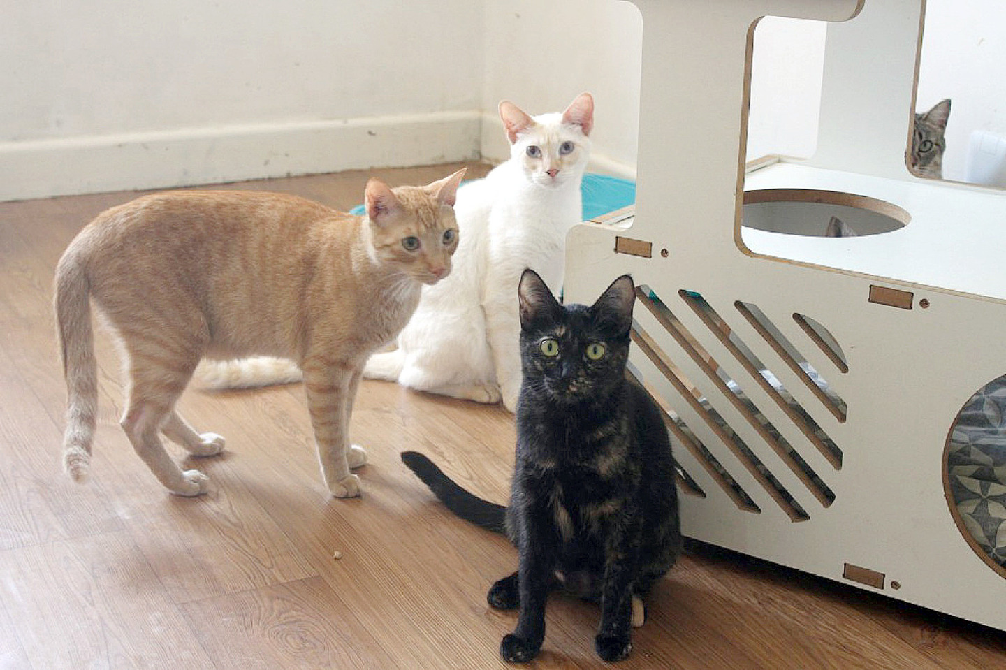 Gatos pretos, brancos e amarelos são vítimas de superstições que levam a maus-tratos