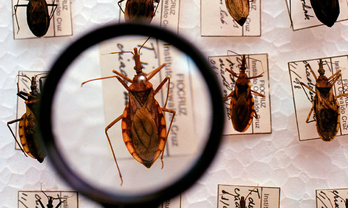 A Doença de Chagas é causada pelo protozoário Trypanosoma cruzi, transmitido pelo Barbeiro, inseto semelhante a um besouro
