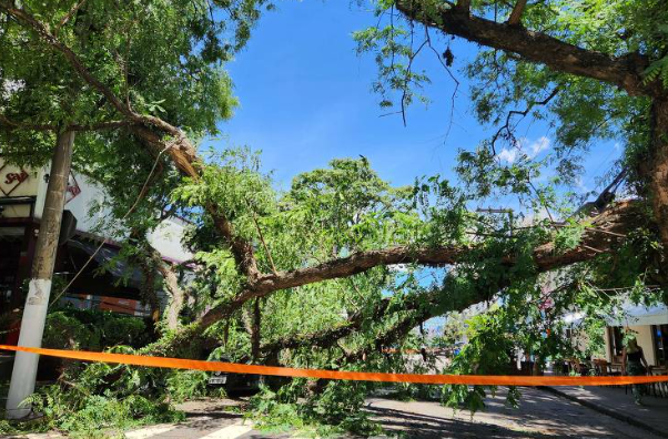 A capital paulista e cidades do interior amanheceram com dezenas de árvores caídas nas ruas