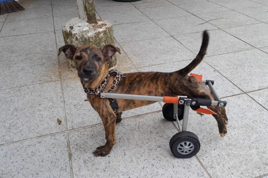 Com a nova cadeira, Caracol está pronta para dar novos passos e encontrar uma família