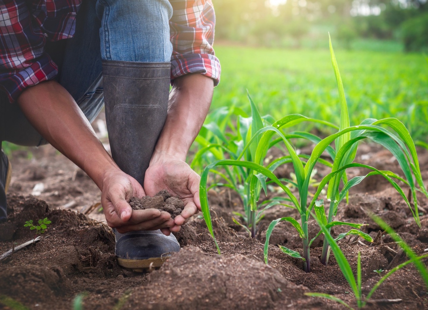 O Programa Solo + Fértil tem como objetivo promover a utilização da calagem e adubação nas Unidades de Produção Agropecuária de São Paulo