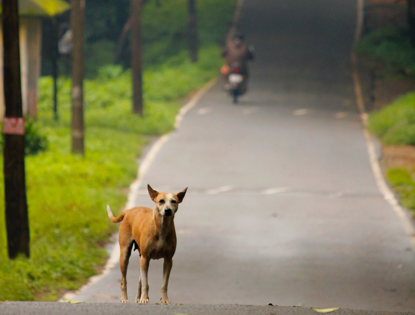 Ele ainda consta que se a rodovia estiver sob concessão, a concessionária será obrigada a prestar socorro aos animais e incluir campanhas de prevenção ao atropelamento