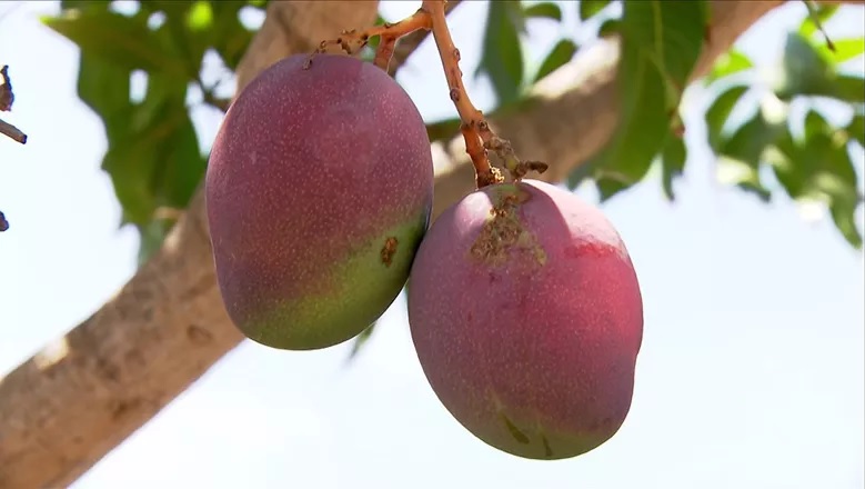 Na central atacadista, a fruta foi comercializada, em média, por R$ 3,29 o quilo