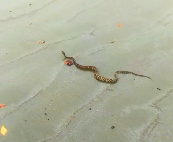 Jararaca é encontrada em praia de Santos