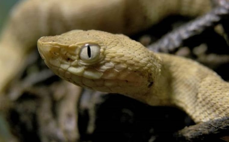 A jararaca-ilhoa tem veneno potente e mortal