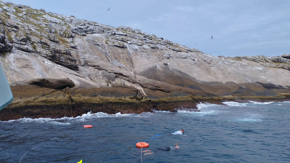 Elas foram soltas na Laje de Santos, na tarde desta quarta-feira (27)
