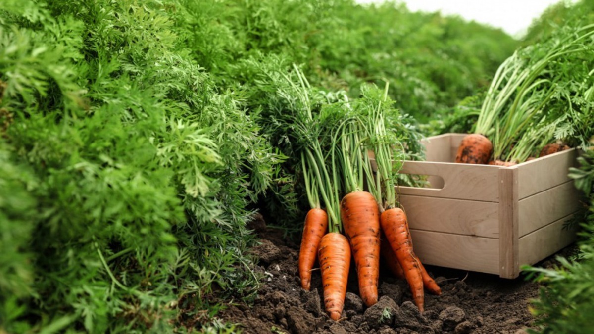 As principais baixas foram: berinjela comum (-29,52%), quiabo (-20,87%) e cenoura (-18,03%)