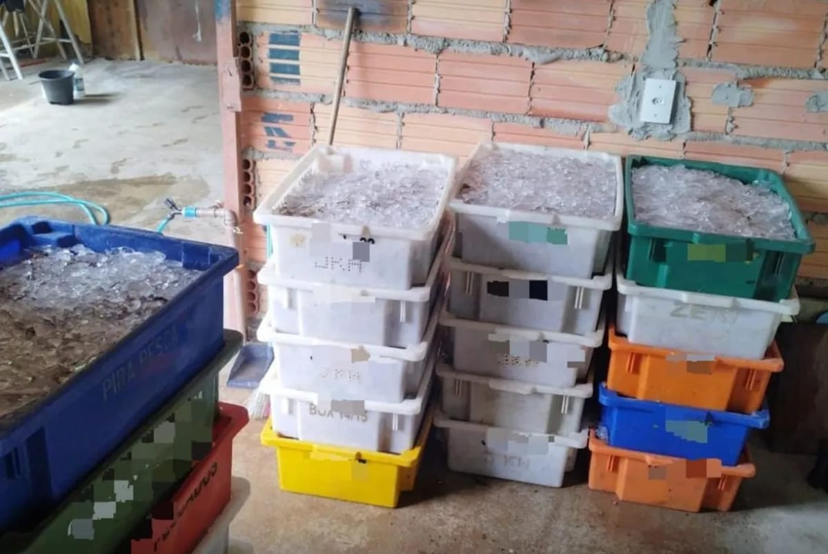 As espécies não podem ser pescadas e armazenadas pois estão em seu período de proteção