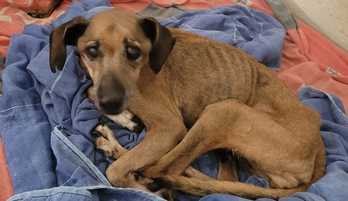 A ação ocorreu após denúncias feitas à Polícia Civil