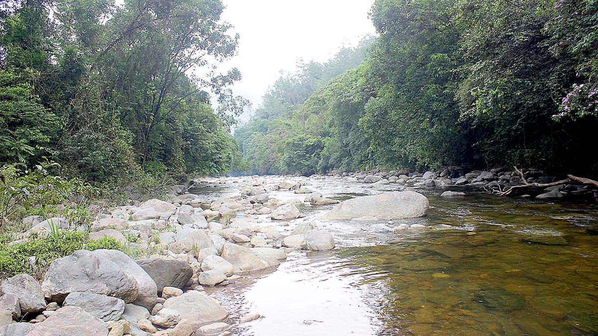 O local dispõe de uma diversidade enorme de fauna e de flora