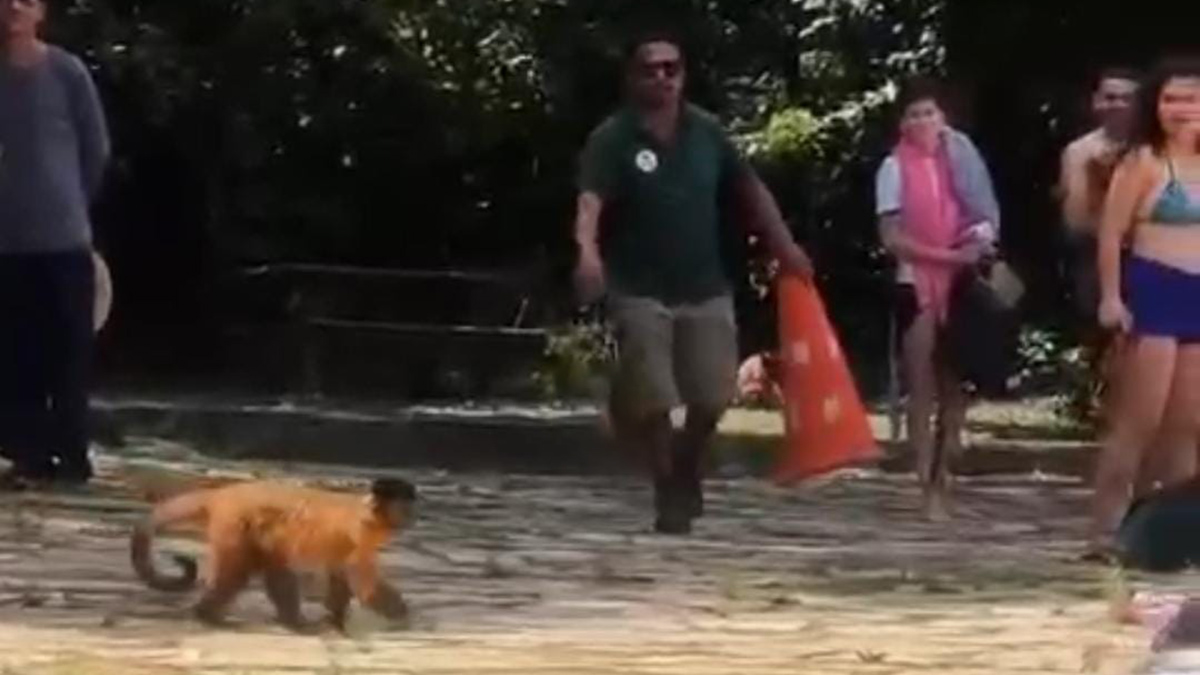 Um dos visitantes contou que os macacos 'tocaram o terror' no parque