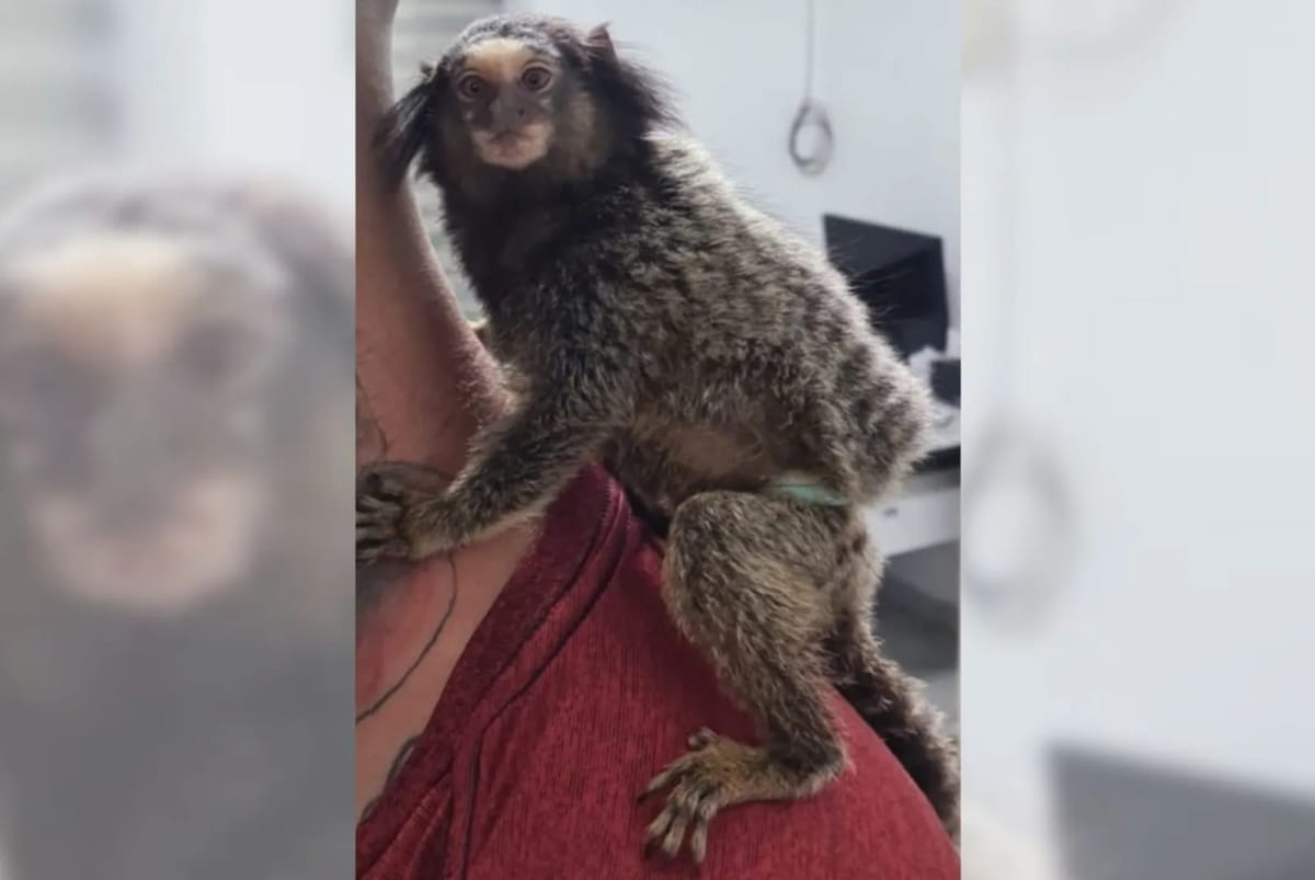 O animal foi encaminhado para órgãos de proteção para que recebesse os devidos cuidados