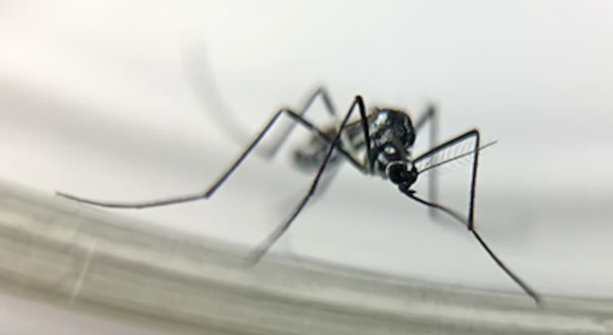 O novo arbovírus foi detectado inicialmente em áreas desflorestadas no estado de Roraima