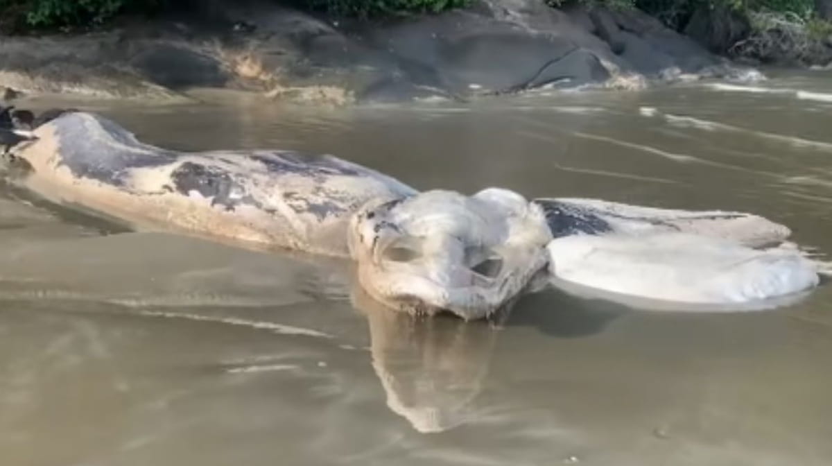 O animal foi encontrado na Praia da Enseada
