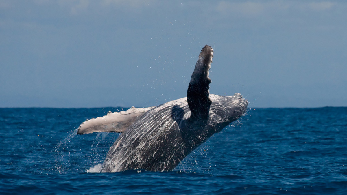 Atividade não apenas enriquece a oferta turística da região, mas também promove o turismo sustentável.