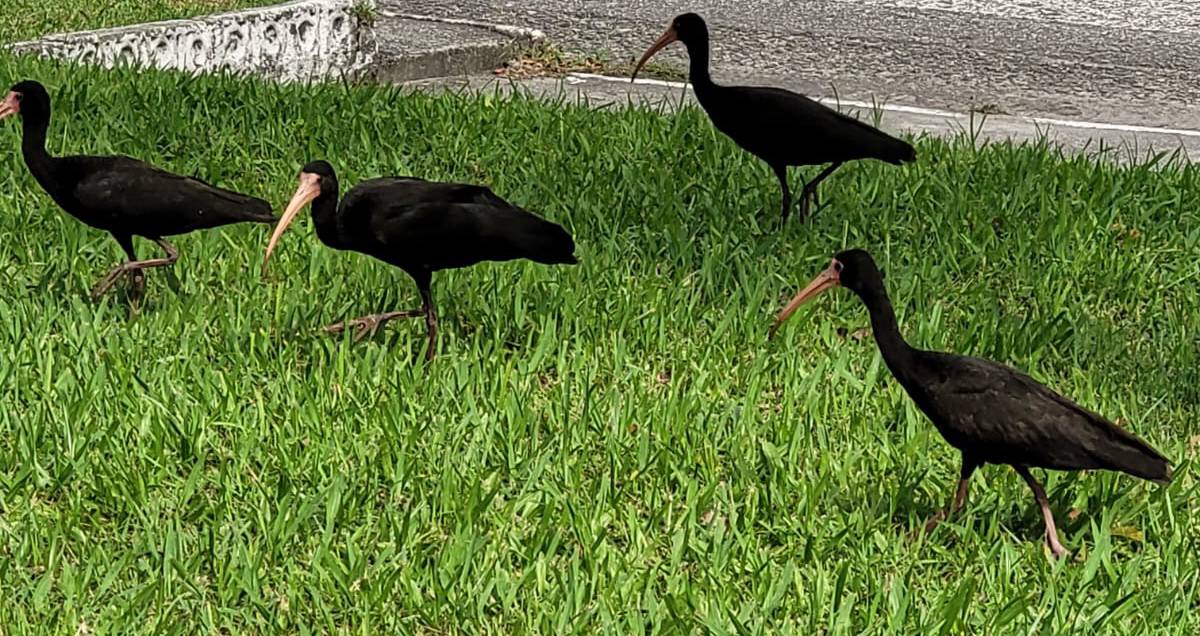A ave pode chegar a medir até 54 centímetros