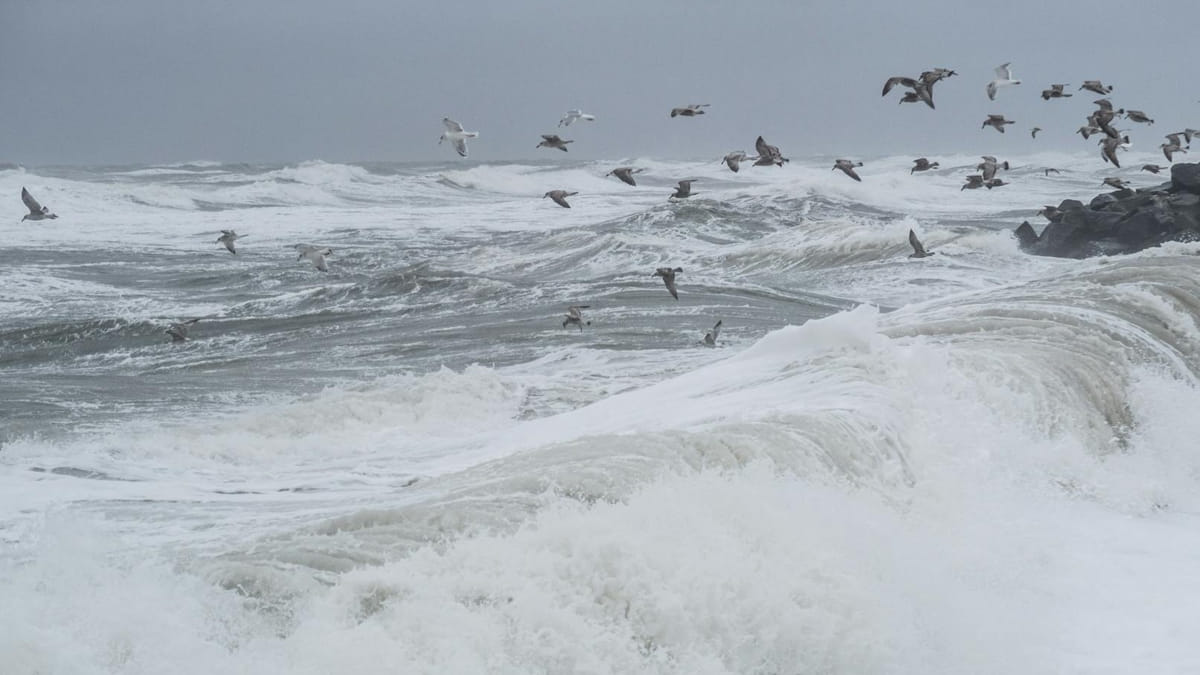 Os ventos previstos tem força suficiente para movimentar troncos de árvores