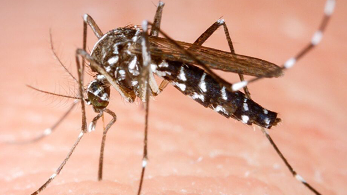 Caso haja suspeita de focos de mosquito no bairro, a prefeitura orienta que os moradores entrem em contato com o Disque Dengue