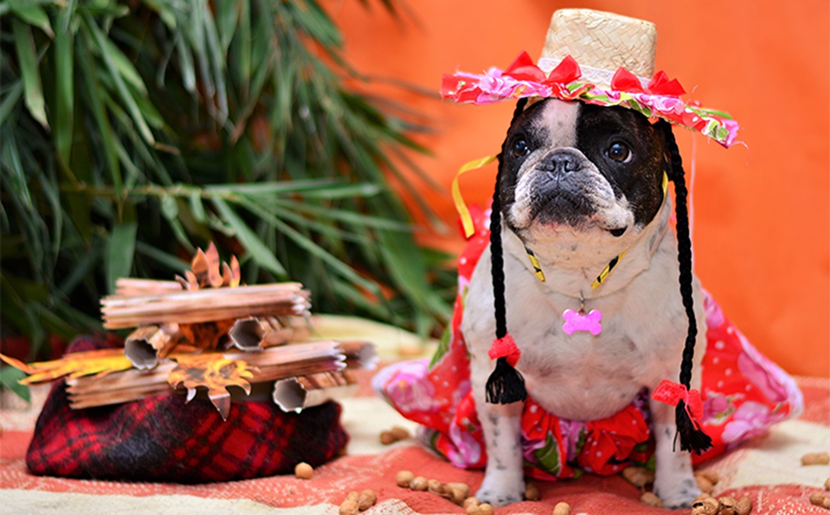 Destaque do evento é o concurso de fantasias pets'