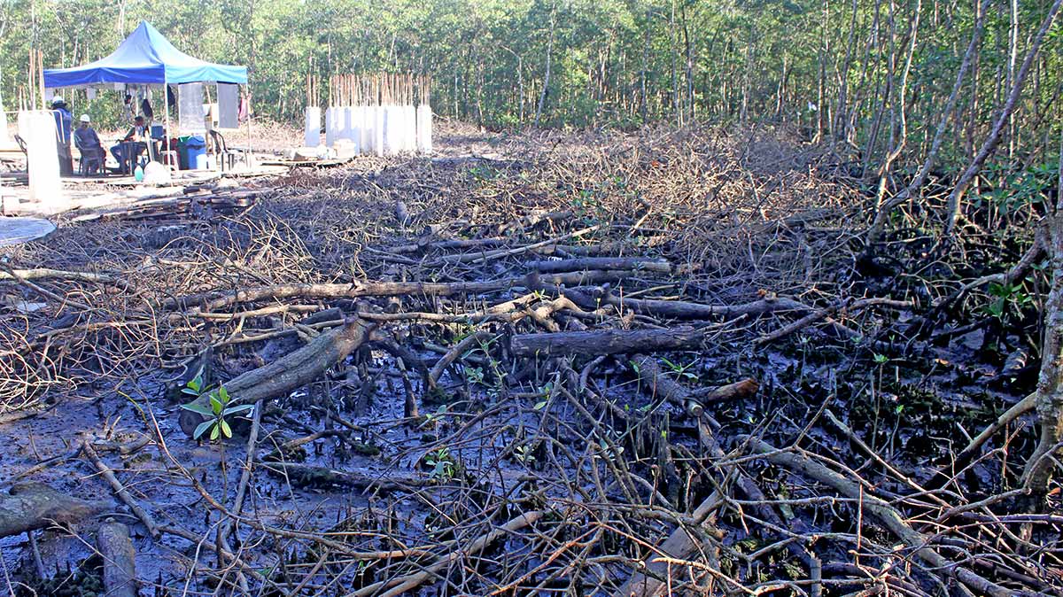 Moradores Monte Cabrão alegam que a empresa teria 'tampado e sufocado as toca dos caranguejos'