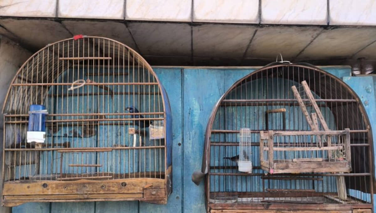 Pássaros apreendidos em São Vicente