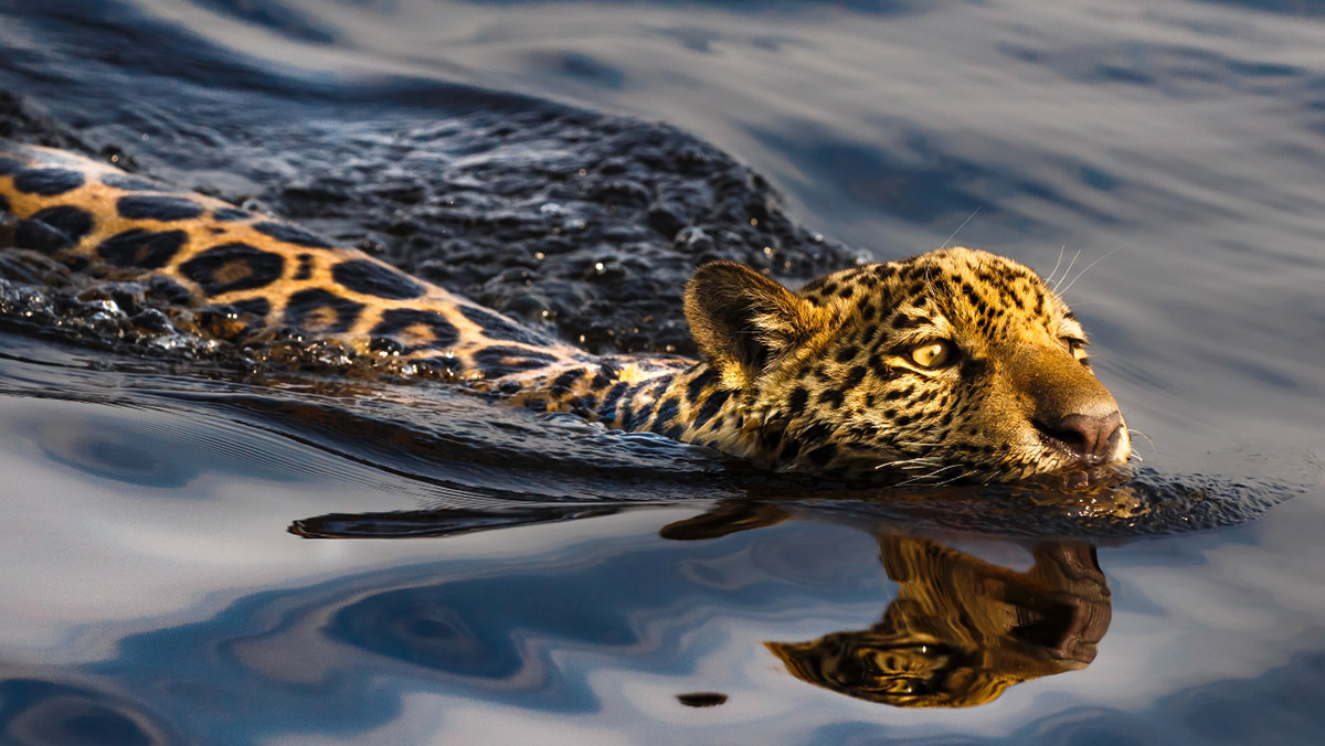 Araquém Alcântara é considerado o maior fotógrafo de natureza do mundo