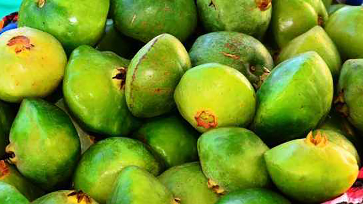 O festival faz parte do calendário anual de eventos do Parque e da Prefeitura de Caraguatatuba