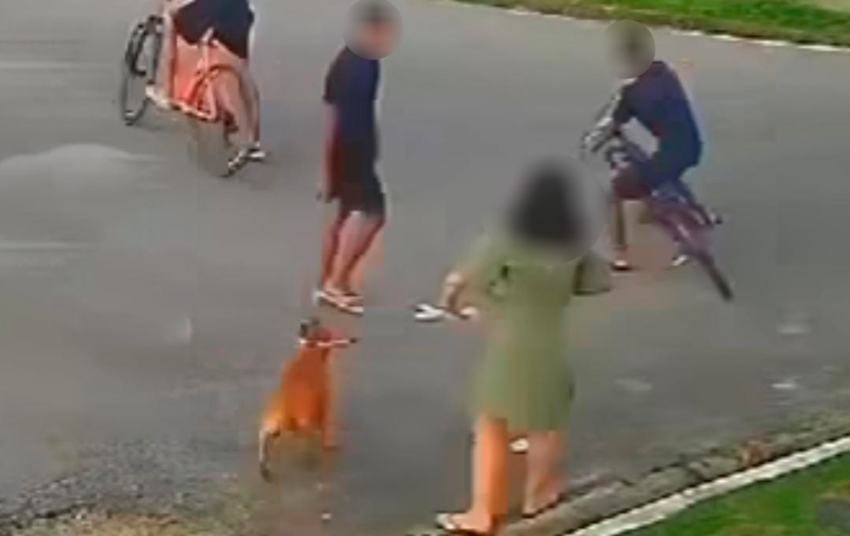 A vítima passeava com seu animal de estimação na Avenida Veraneio